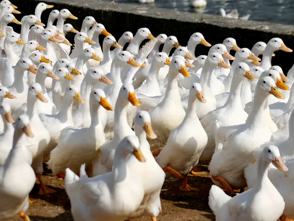蛋鸭大肠杆菌怎么治疗,产蛋鸭大肠杆菌特效药