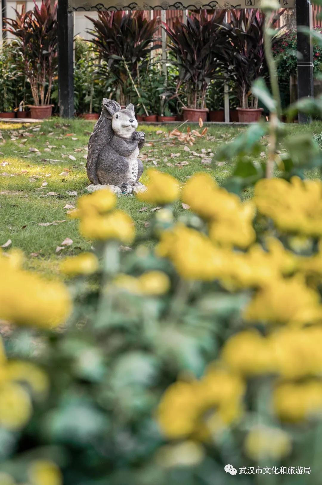 鏉ユ睙婊╄祻鑿婅姳,鑿婅姳鐑傛极