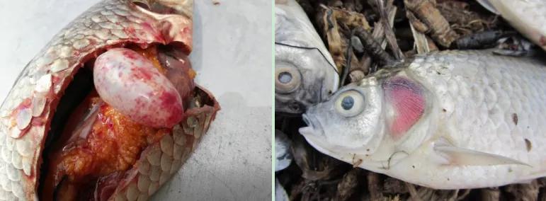 鲫鱼大红鳃、鳃出血与细菌性败血症的防控方案