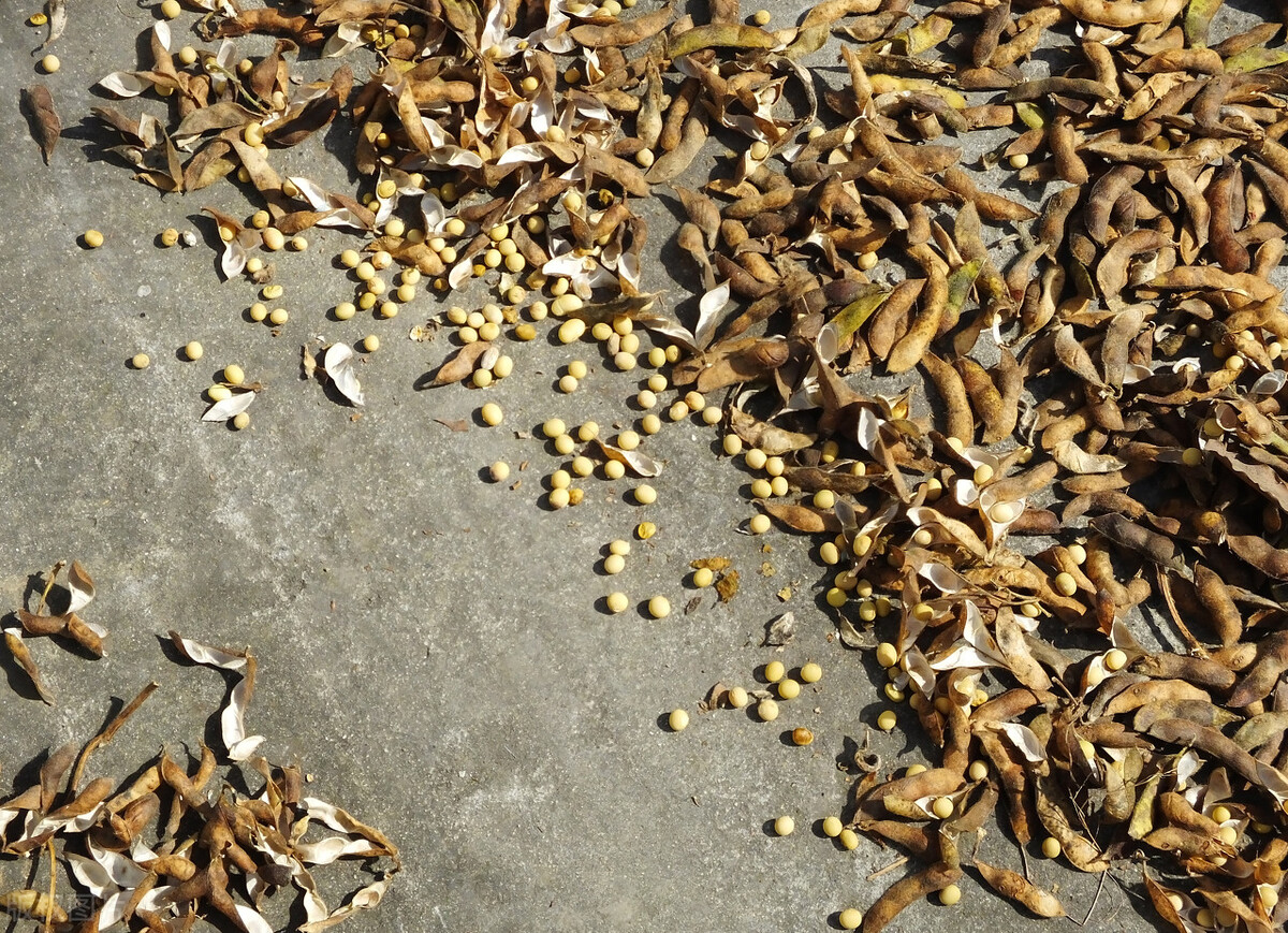 年后大豆价格会怎样,2021年东北大豆秋季价格预测