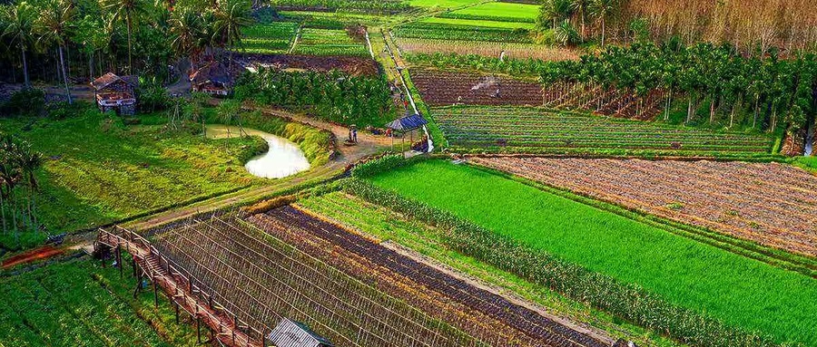 多点发力推动特色农业快速发展,特色农业引领乡村经济快速发展