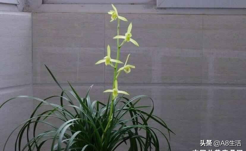 每日一品兰花图片大全,每日一品兰花价格