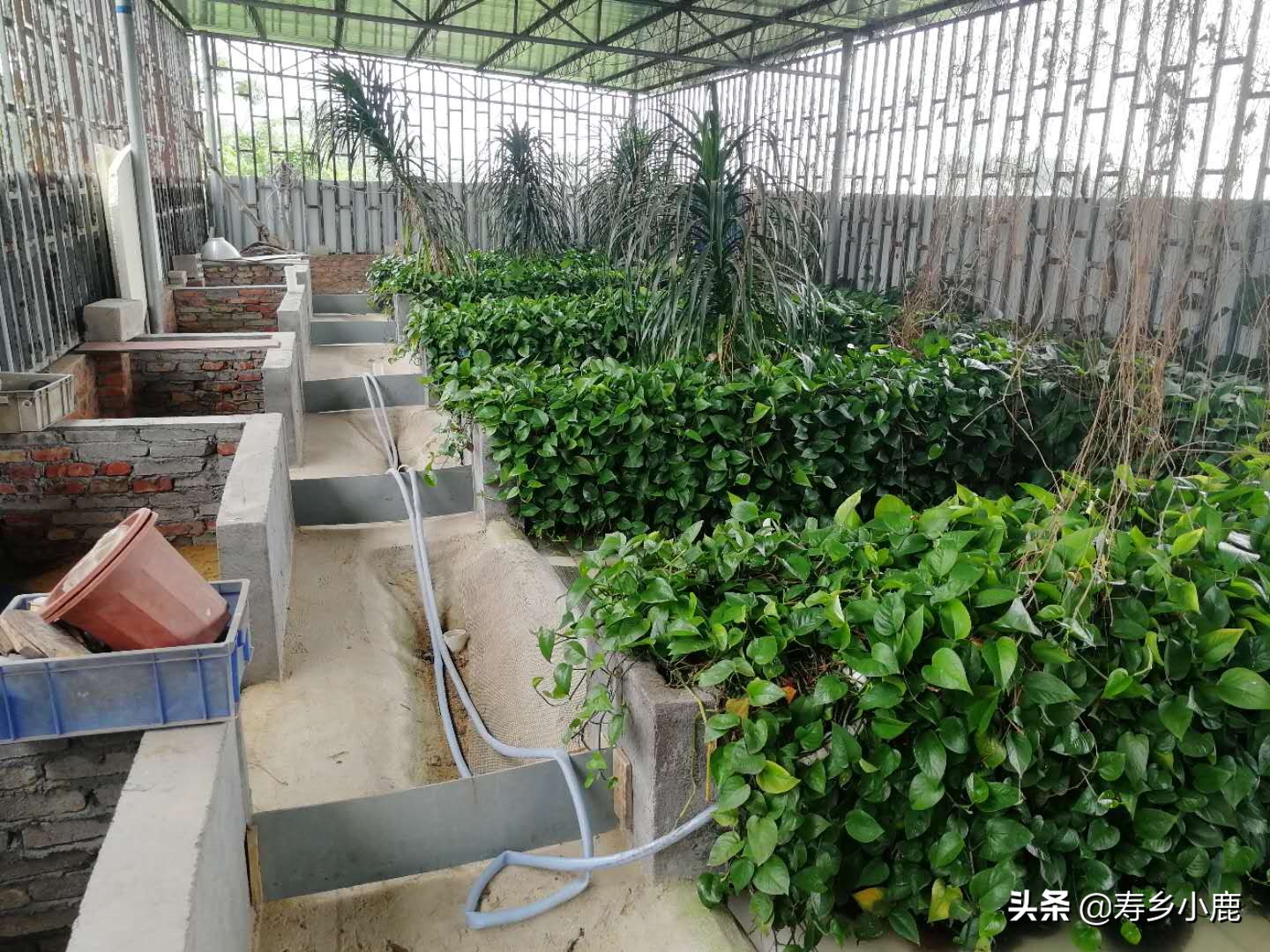 石金钱龟养殖户怎么赚钱,石金钱龟罗定专业养殖户