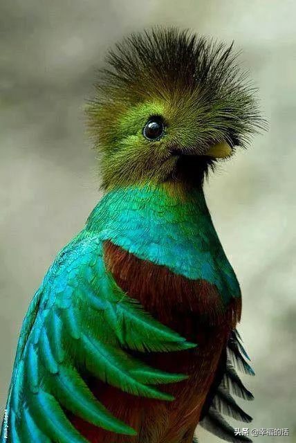 鸟类选美赛,最新鸟类选美大赛