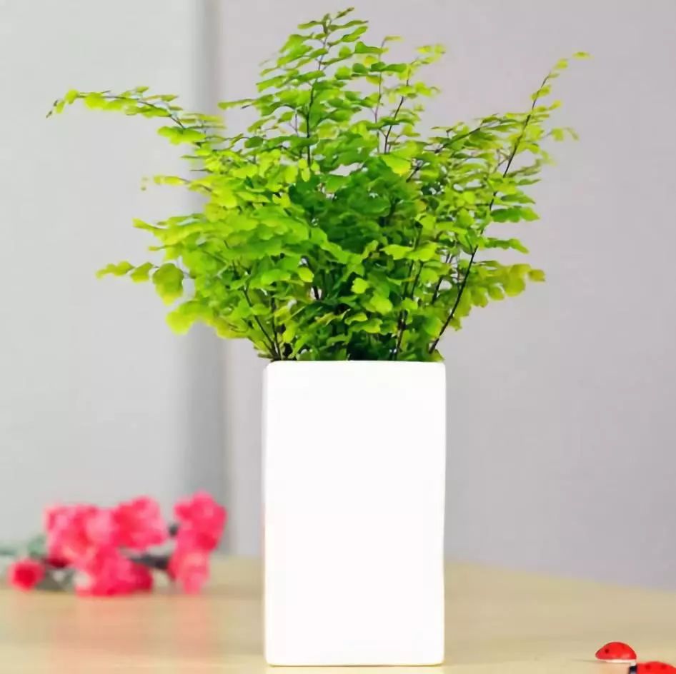 室内吸毒植物大全,七种具有吸毒功能的盆栽植物