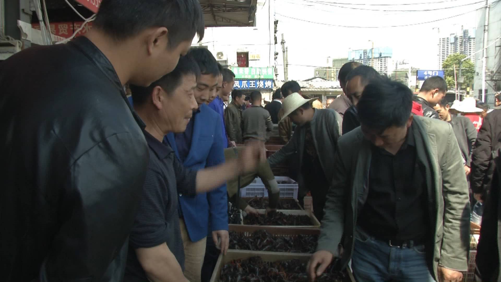新鲜小龙虾今日价格表,今日新鲜的小龙虾价格
