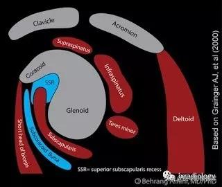肩关节滑膜解剖,肩关节周围肌肉解剖