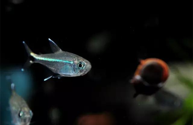 灯鱼草缸造景教程,草缸造景养什么鱼