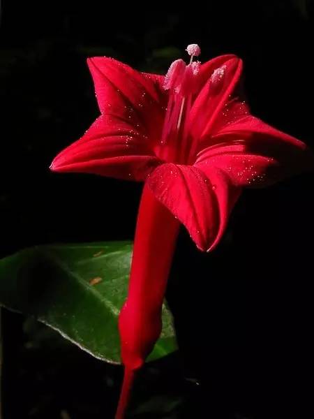 保证你没见过的新奇特植物 (令人大开眼界的植物世界)