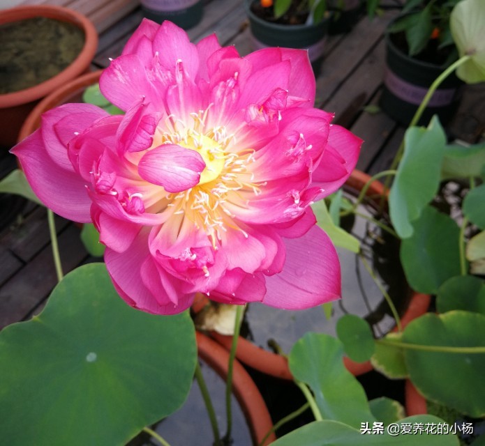 如何种植一盆漂亮的荷花，小杨有话说