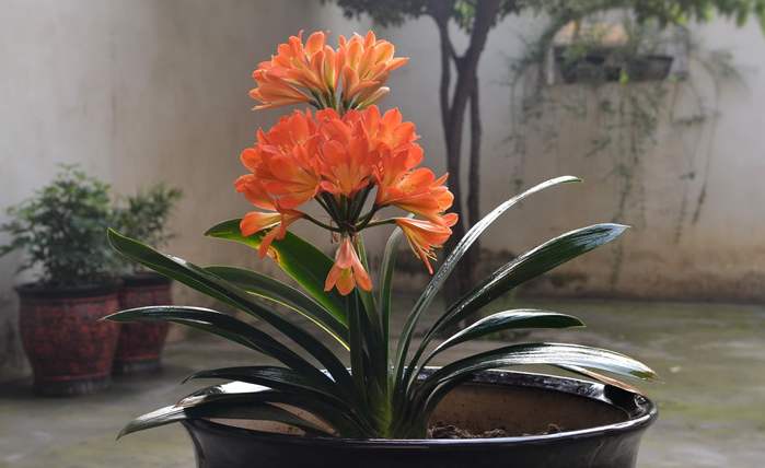 君子兰摆放在家里面哪个位置最好,君子兰在东阳台和南阳台正确摆放