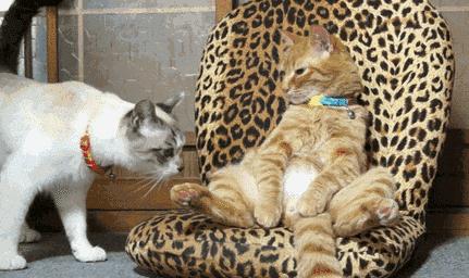 猫咪伤口化脓可以用双氧水消毒吗,猫咪受伤怎么处理伤口