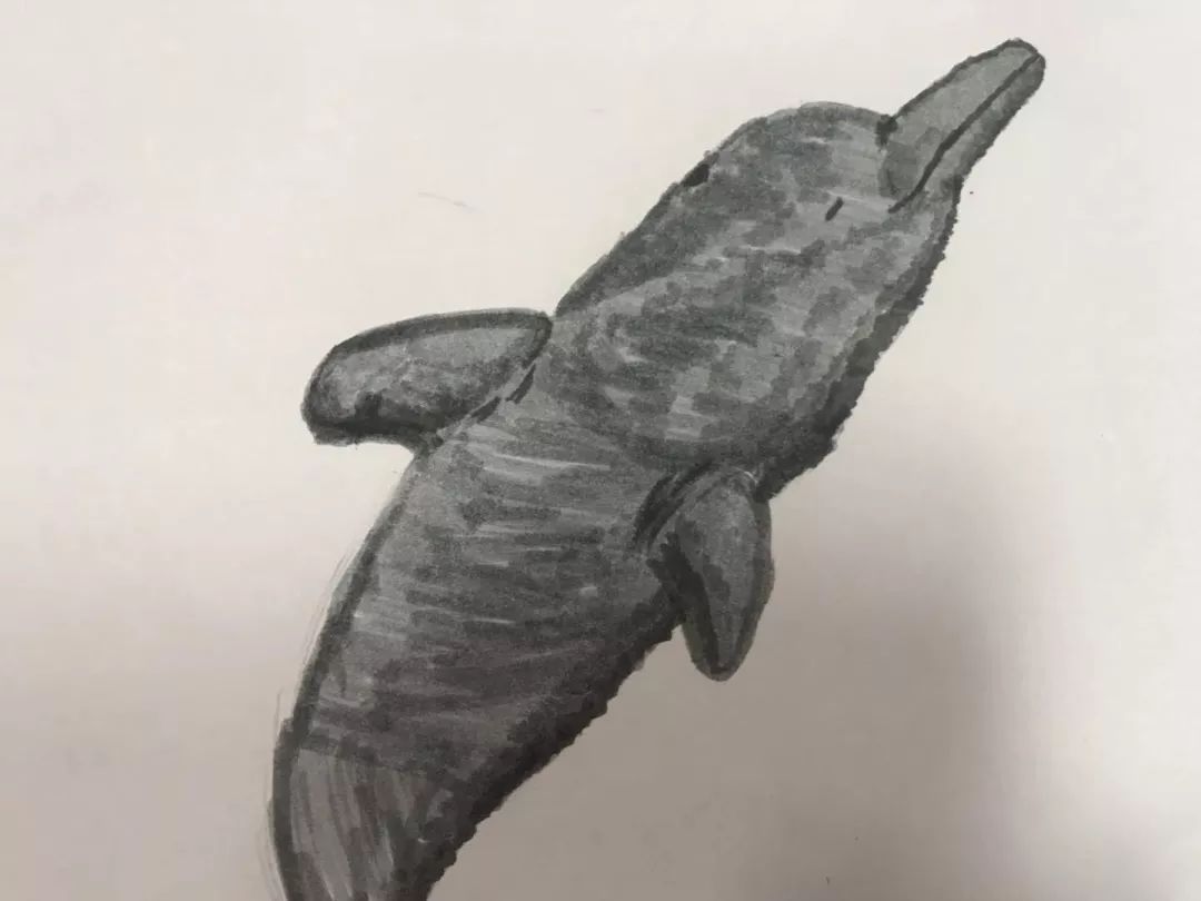 钦州三娘湾寻找白海豚,钦州三娘湾中华白海豚咬不咬人