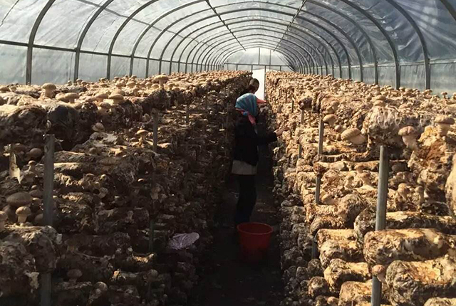 小木耳养殖致富,小木耳菌种怎么种植呢