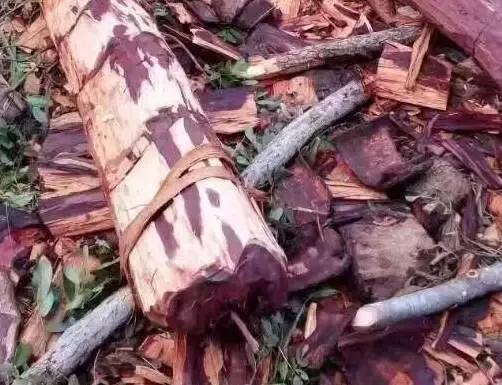 缅甸花梨和血檀家具哪个好,血檀家具值得藏吗