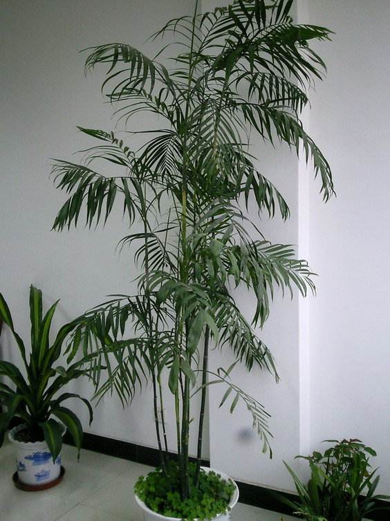 袖珍椰子发黄怎么办,袖珍椰子怎么养才不会黄叶