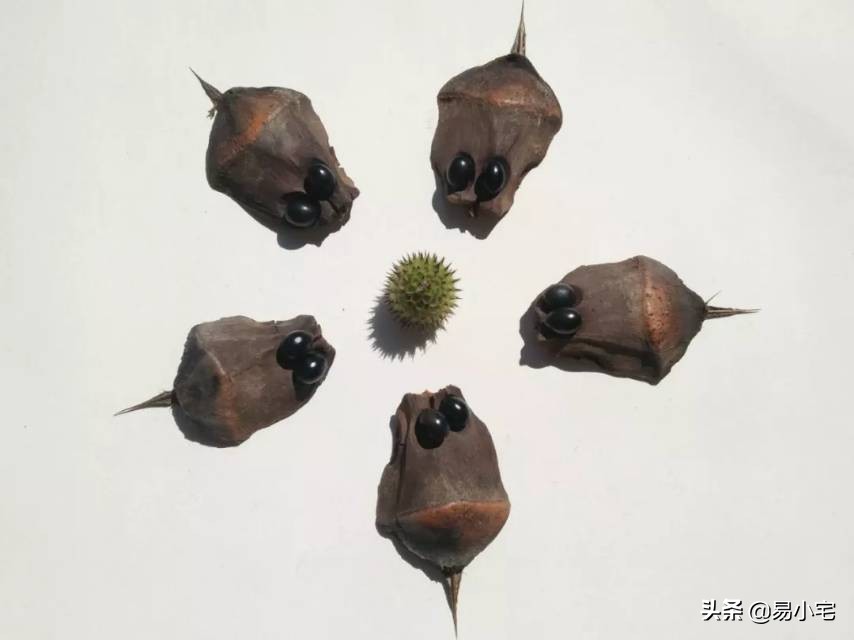 阿土|荒野生活/从城市白领到山中野人