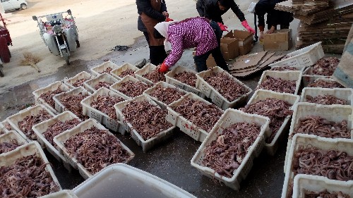 什么养殖一斤100元都还不愁销路,暴利养殖业50元一斤