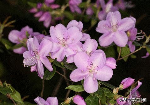 有种植物叫杜鹃,植物杜鹃