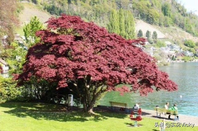 旅游风景视频阿尔卑斯山,旅游风光阿尔卑斯山脉