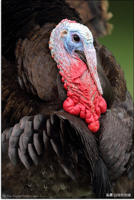 佳能EF600mmf/4LISIIIUSM镜头评测