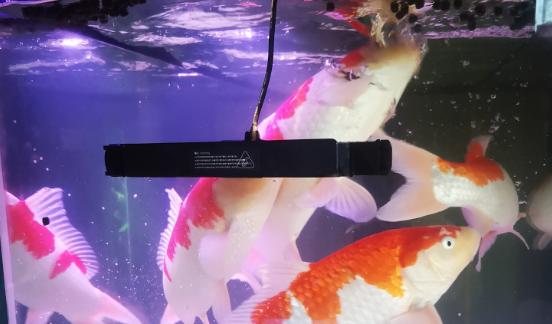 鱼缸死鱼后怎么消毒，高锰酸钾浸泡后会影响细菌屋的使用么？