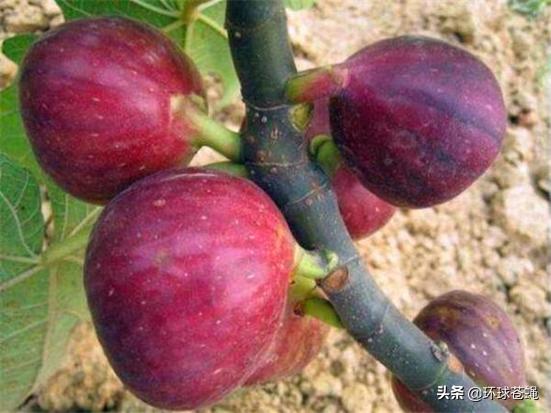 不求外在荣华，只求在基督里长进！关于无花果，你知道多少？