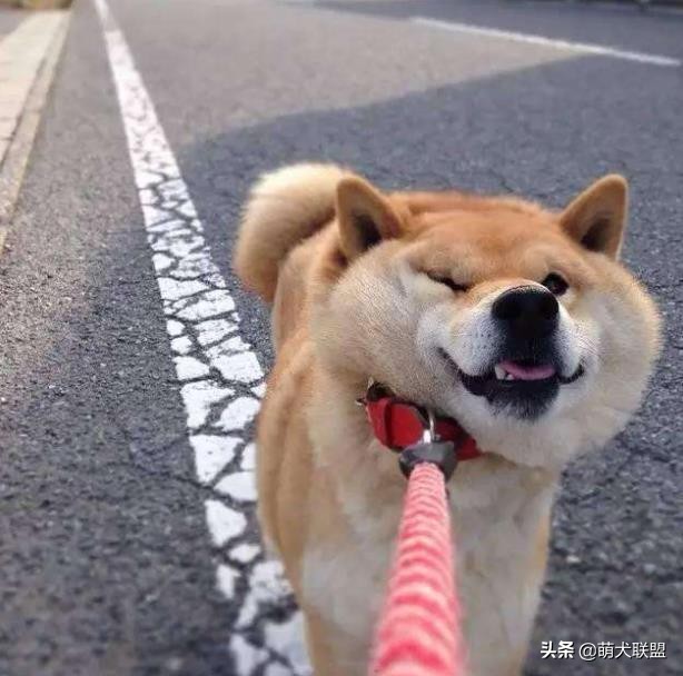 遛完狗，狗狗不愿回家怎么办？