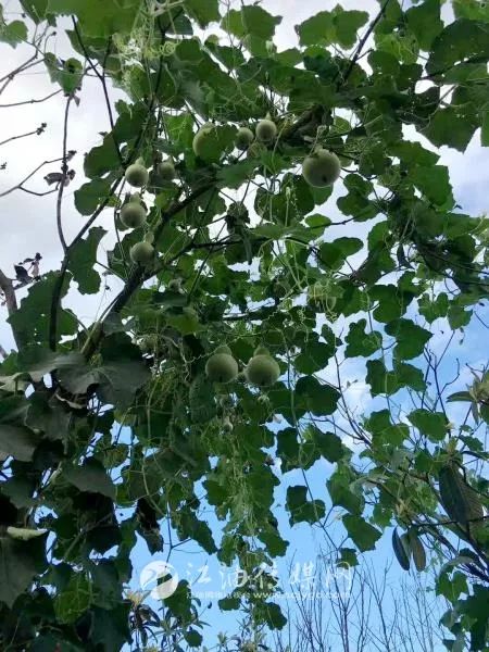 江油五岁葫芦娃,葫芦娃摆摊卖六娃