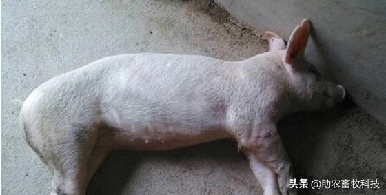猪场10种常见疾病的症状以及用药防治方案