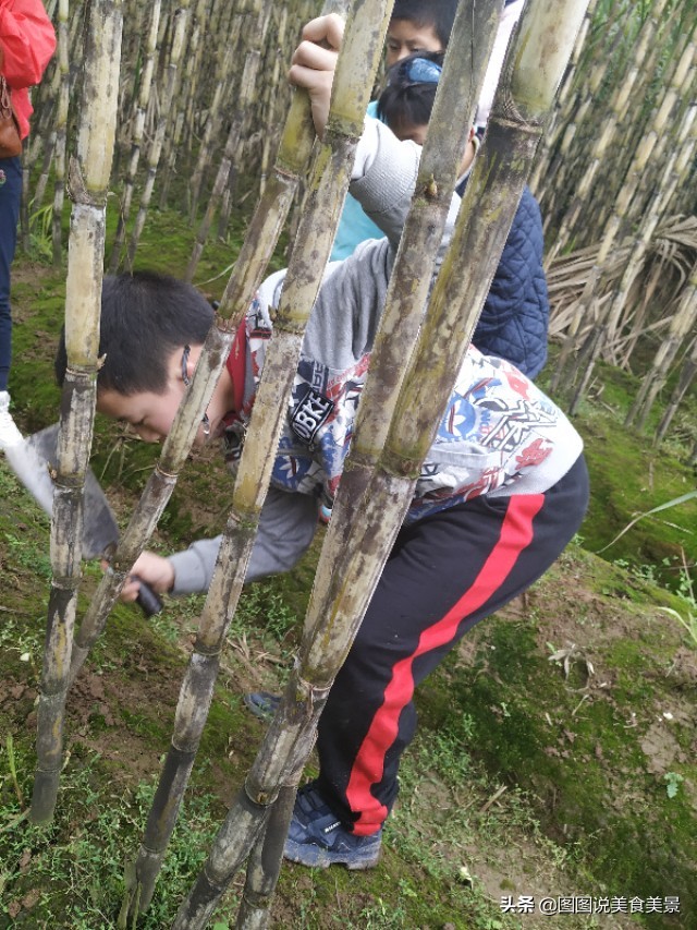 重庆江津中坝岛正宗甘蔗红糖,甘蔗中坝岛视频