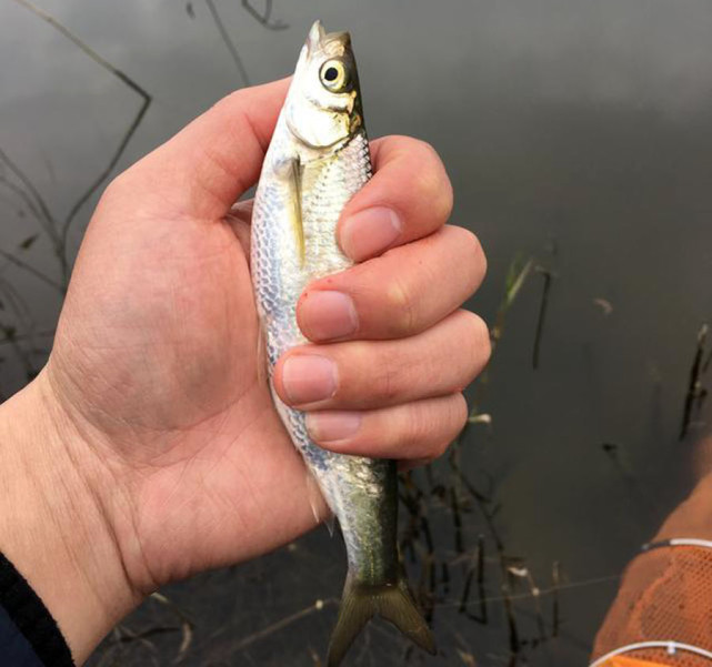 钓白条怎么防止鱼吞钩,白条闹窝对付办法