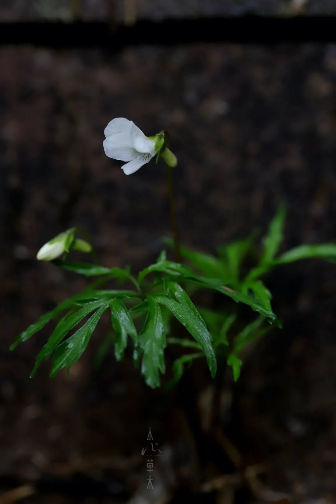 四明山龙观山,四明山国家森林公园樱花