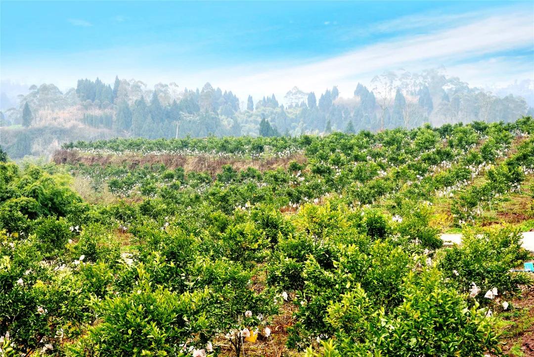 井研这五年丨门坎镇：“竹韵门坎”蝶变跃升