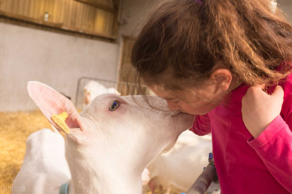 母羊奶水少用什么方法下奶,母羊产后奶水少怎么办