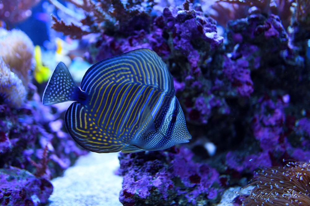 经典海水礁岩生态缸分享，180×120×60厘米三面观赏海缸