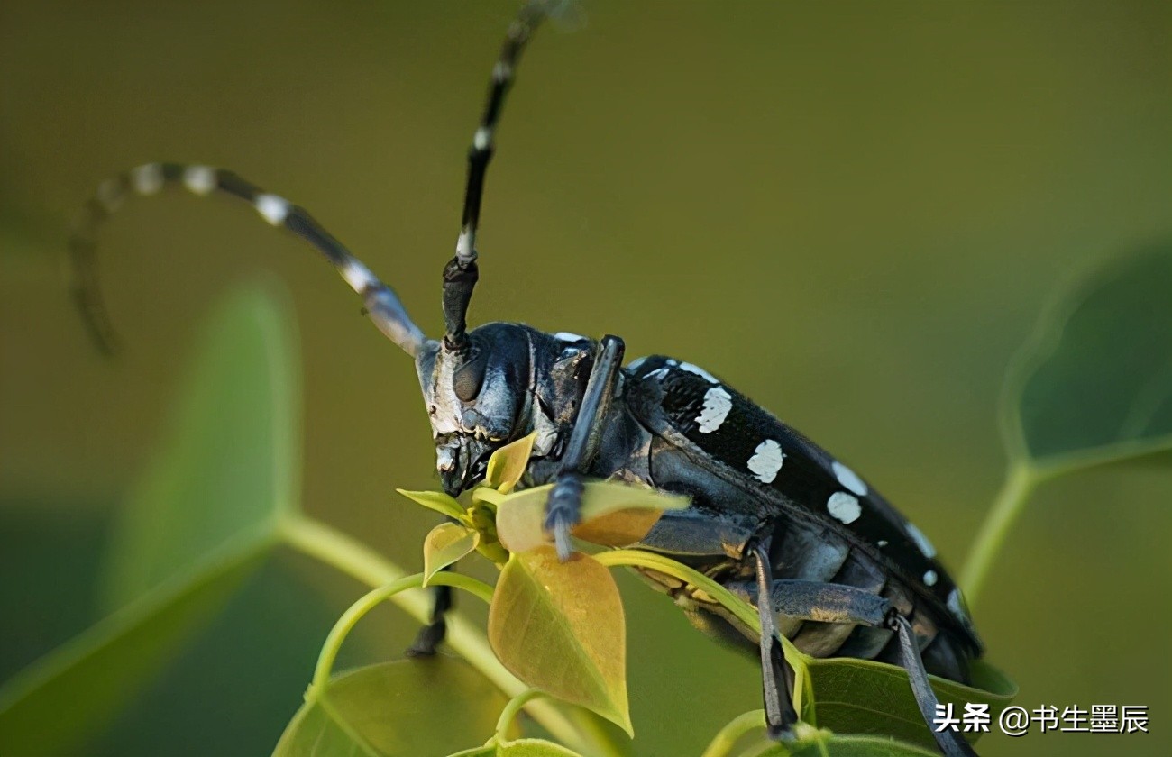 捕捉麻雀、壁虎、刺猬要承担刑事责任？这些法律盲区一定要知道