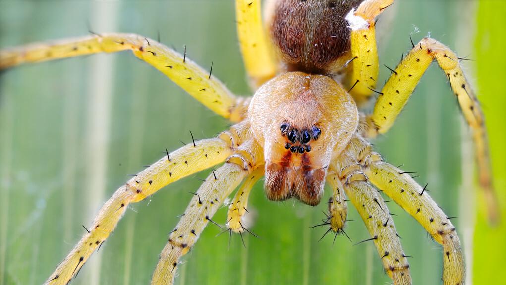 蜘蛛侠修炼成为七个金丝美女妖精毁灭记