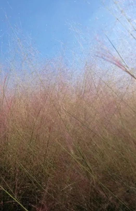 金的功用,金的功能主治