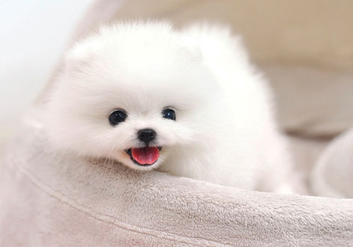 狗狗来例假怎么办？新手护理例假可以采取的措施参考