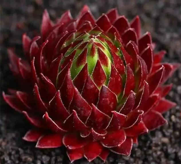 推荐轻松玩转100种常见多肉植物,700种多肉植物图鉴pdf百度云