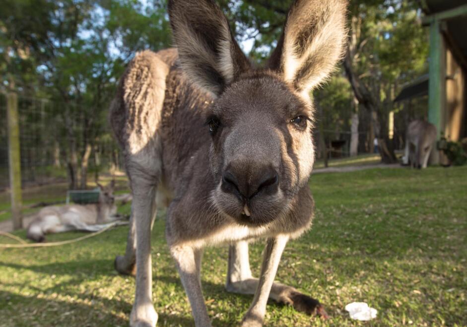 澳洲袋鼠大战,澳大利亚满大街的袋鼠