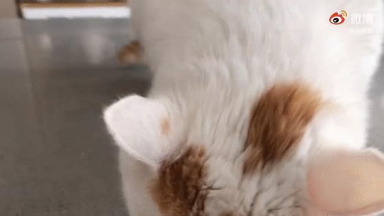 全网最可爱猫整天撒娇卖萌,全网最委屈的猫