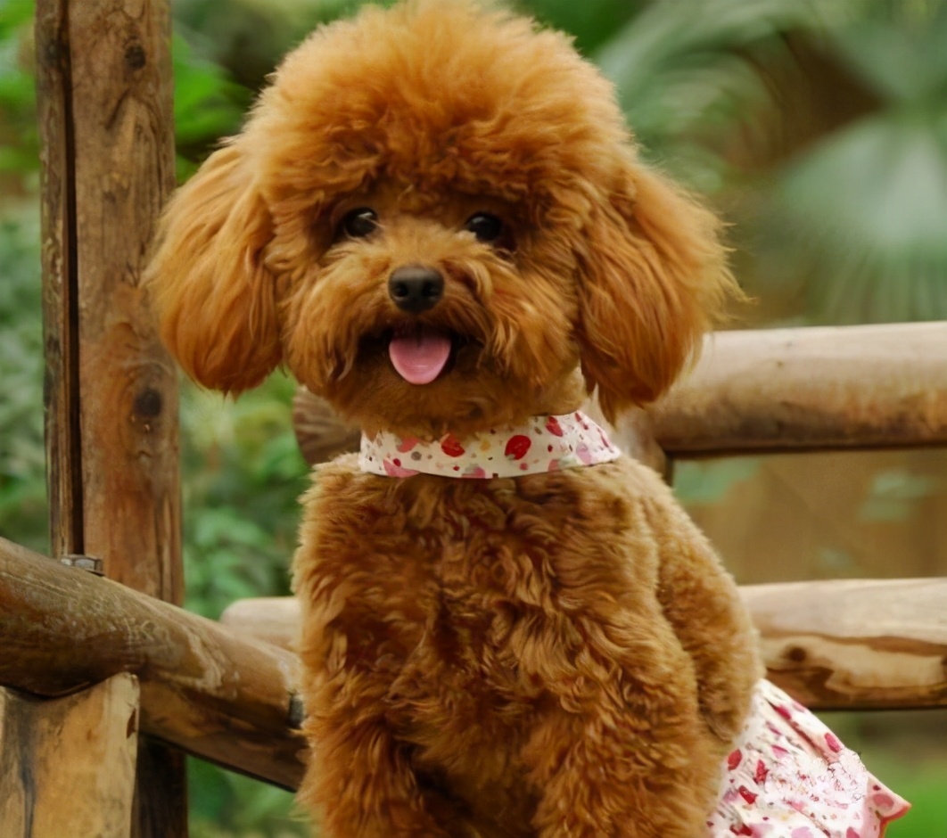 宠物狗哪种比较便宜最好养,宠物狗最便宜最好养