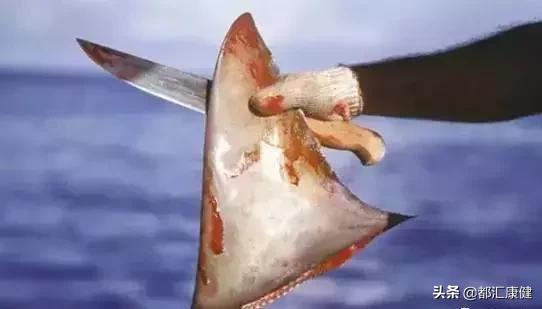 花胶燕窝鱼翅哪个胶原蛋白丰富,鱼翅能补充胶原蛋白吗