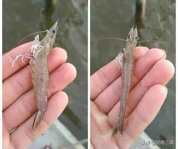 对虾出现棉花虾什么原因,对虾养殖中产生棉花虾的原因