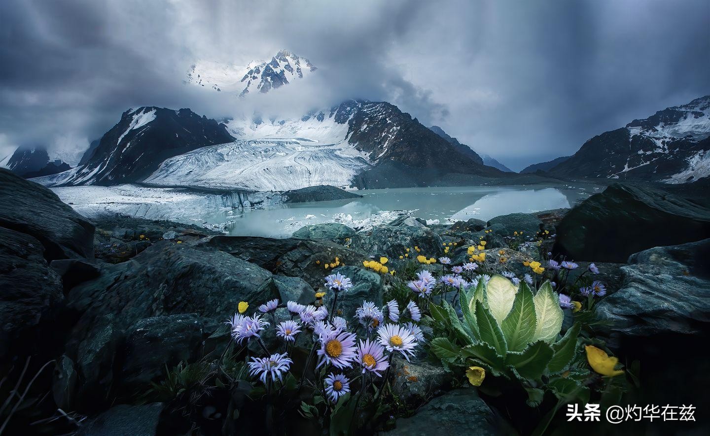 天山雪莲奇花,天山雪山雪莲