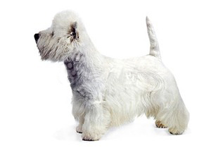 最受欢迎的四大宠物狗你养了吗,比较可爱乖巧的宠物狗有哪些