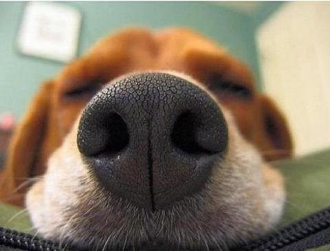 狗狗吃什么能变成黑鼻头,狗狗的黑鼻头变白是什么原因