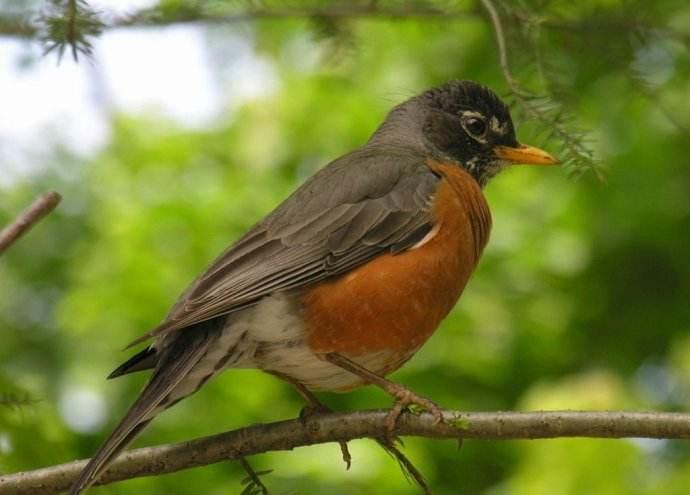 雪天鸟类喂食,冬天放生什么鸟容易活